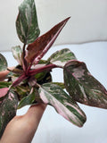 Philodendron Pink Princess