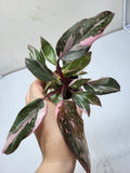 Philodendron Pink Princess