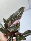 Philodendron Pink Princess