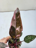 Philodendron Pink Princess