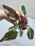 Philodendron Pink Princess