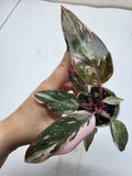 Philodendron Pink Princess