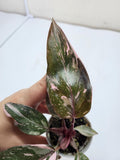 Philodendron Pink Princess