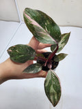 Philodendron Pink Princess