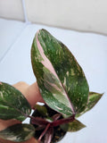 Philodendron Pink Princess