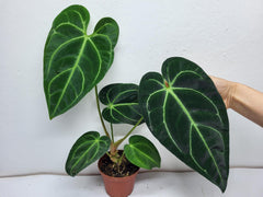 Anthurium Regale