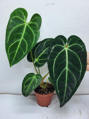 Anthurium Regale