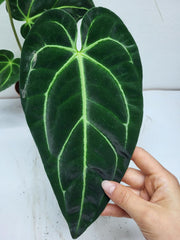 Anthurium Regale