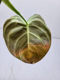 Philodendron Melanochrysum Variegata Steckling