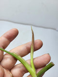 Philodendron Melanochrysum Variegata Steckling