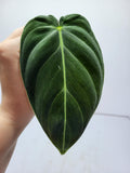 Philodendron Mix