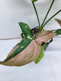 Syngonium Tricolor
