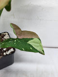 Syngonium Tricolor