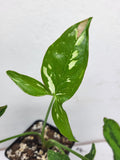 Syngonium Tricolor