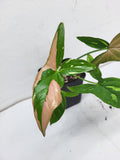 Syngonium Tricolor