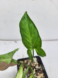 Syngonium Tricolor