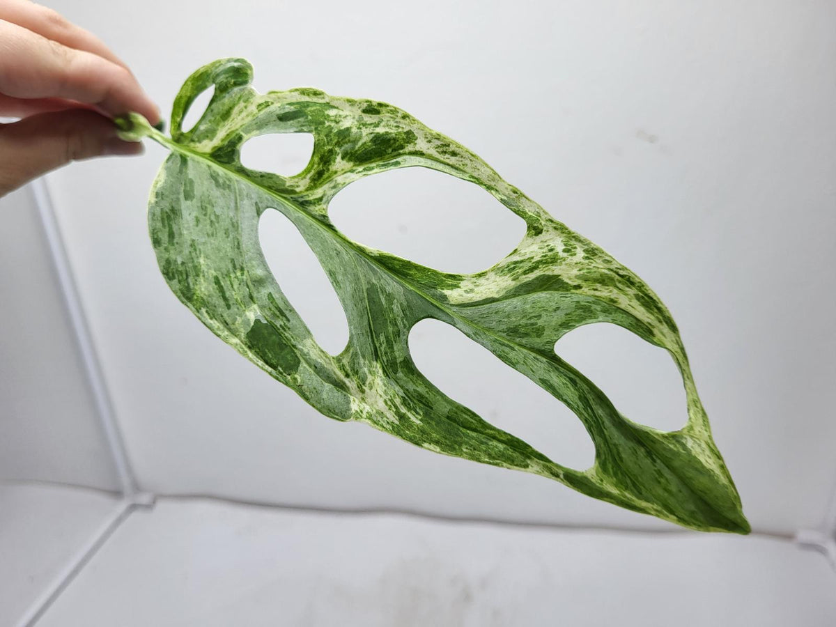 Monstera Adansonii Indonesian Marble Stecklinge