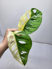 Monstera Adansonii Variegata Steckling