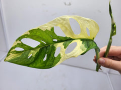 Monstera Adansonii Variegata Steckling