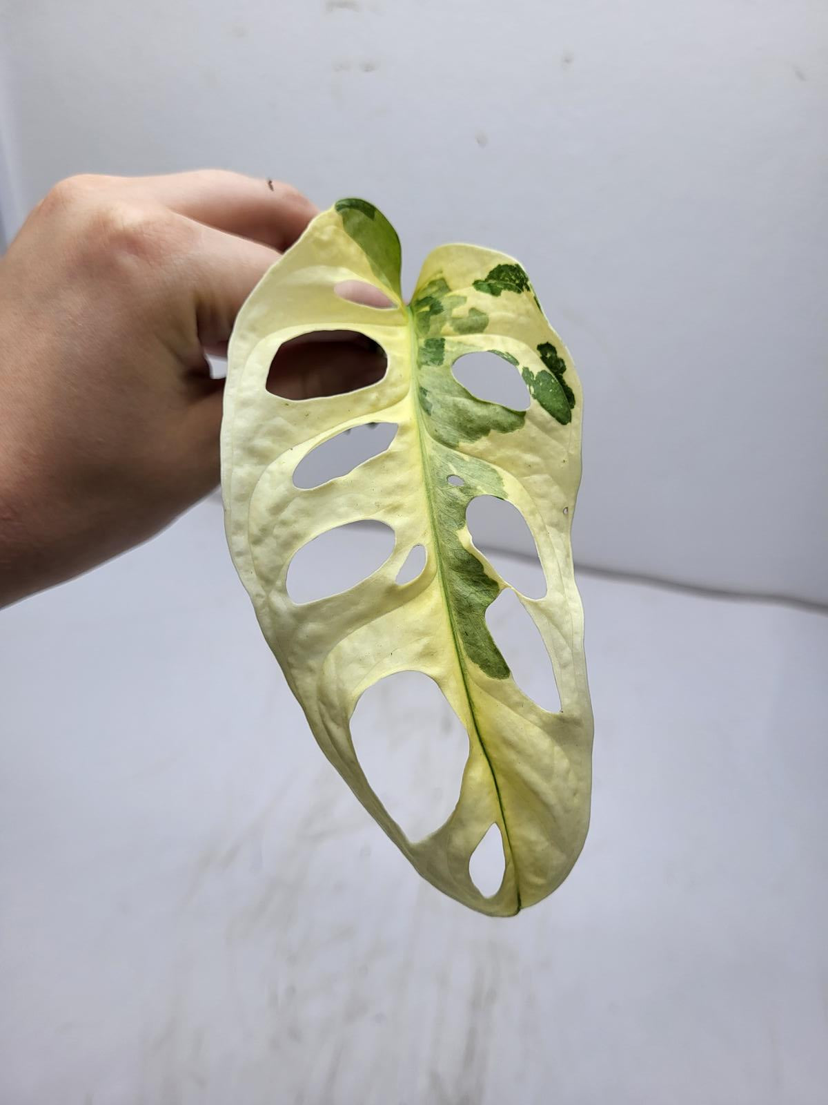Monstera Adansonii Variegata Steckling