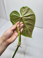 Philodendron Majestic Steckling