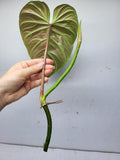 Philodendron Majestic Steckling