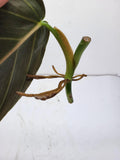Philodendron Gigas Steckling