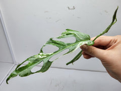 Monstera Adansonii Indonesian Marble Stecklinge