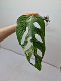 Monstera Adansonii Indonesian Marble Stecklinge