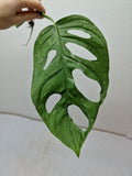 Monstera Adansonii Indonesian Marble Stecklinge