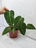 Philodendron Glorious