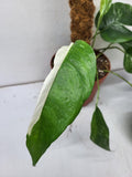Epipremnum Pinnatum Variegata