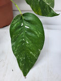 Epipremnum Pinnatum Variegata