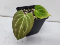 Anthurium King of Spades