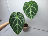 Anthurium Magnificum Silver