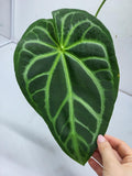 Anthurium Magnificum Silver