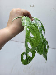 Monstera Adansonii Indonesian Marble Stecklinge