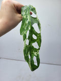 Monstera Adansonii Indonesian Marble Stecklinge