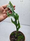 Monstera Adansonii Indonesian Marble Stecklinge