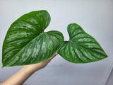 Philodendron Mamei Steckling