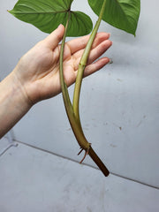 Philodendron Mamei Steckling