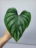 Philodendron Mamei Steckling