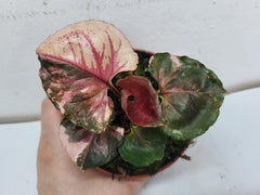 Syngonium Strawberry Ice Galaxy