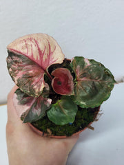 Syngonium Strawberry Ice Galaxy