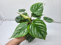 Philodendron Sodiroi