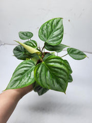 Philodendron Sodiroi