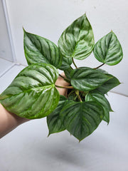 Philodendron Sodiroi