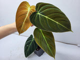 Philodendron Melanochrysum