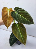 Philodendron Melanochrysum