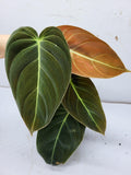 Philodendron Melanochrysum